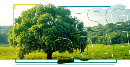 bilancio sostenibilità AGP raffigurante albero nel verde